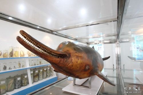 白鳍豚已经功能性灭绝了,现在保护区内只能看到标本