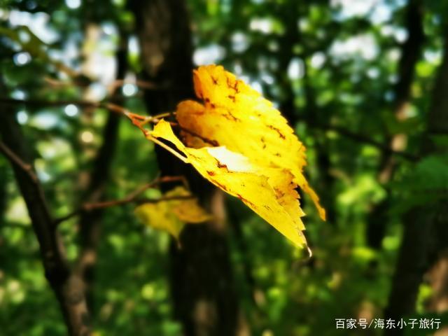 这些黄色的树叶是长白山林的阔叶林中很常见的树叶,初秋时节,有些树叶