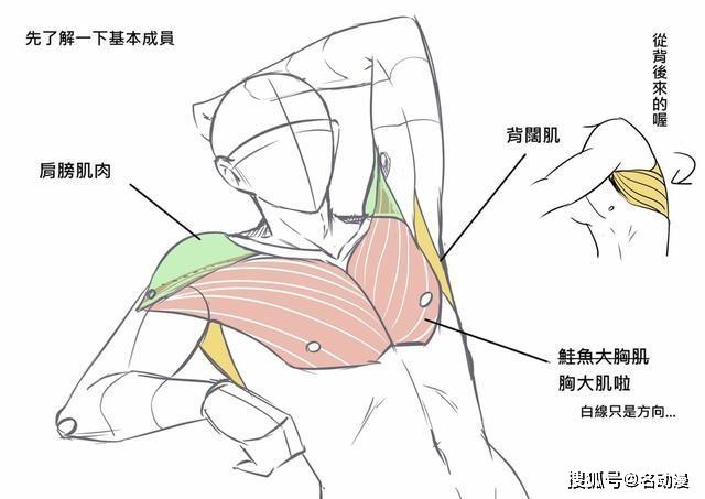 其实想要画好抬手动作,只需要掌握好肩膀肌肉背扩肌及胸大