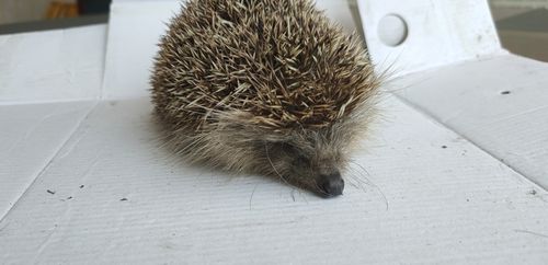 南江镇:村民田埂"偶遇"野生刺猬 林业部门深山"放生"