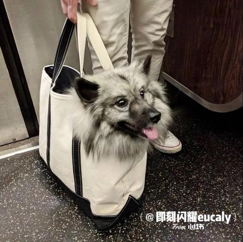 我就想知道谁不想拥有这样一只狗狗包!_狗狗_宜家怎么
