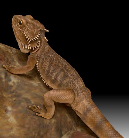 项目中的一个蜥蜴