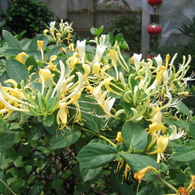 金银花 开花盆栽植物