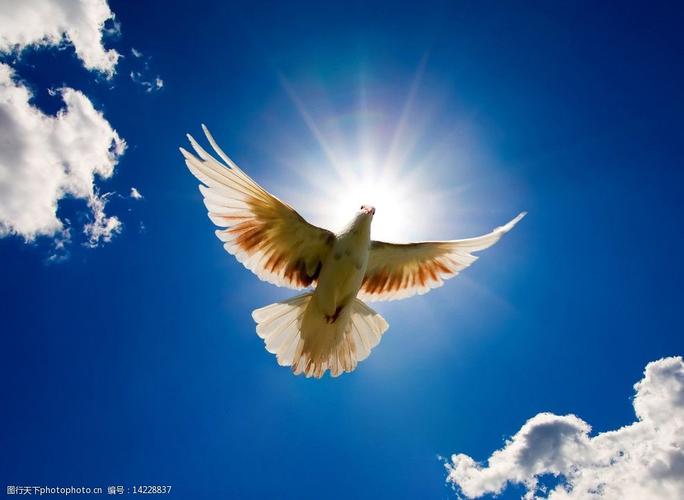 和平鸽子美图鸽子天空图片