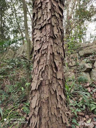 小小树皮能做甚用它认木靠谱吗