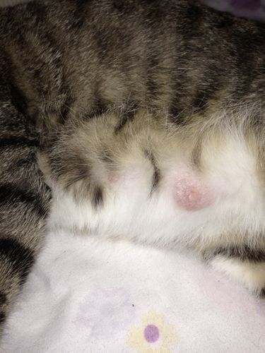 2013年8月17号发现母猫的肚子大了,求高人算一下猫咪具体生产的日子