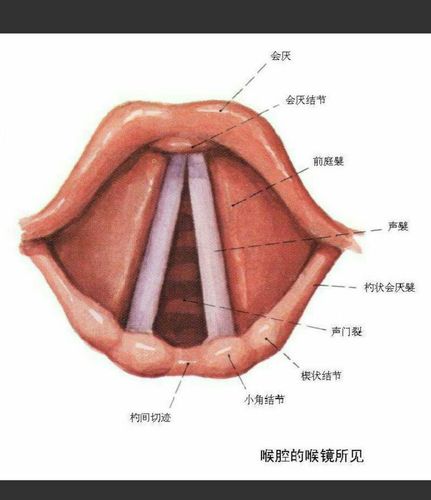 写美篇 气管插管时由于个体喉部结构差异,张口度大小,甲颏距离,头颈