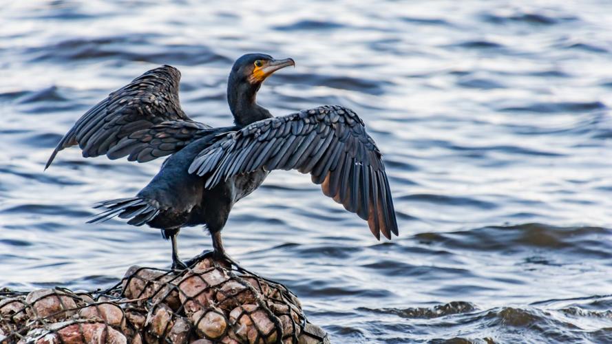 捕鱼能手鸬鹚图片212