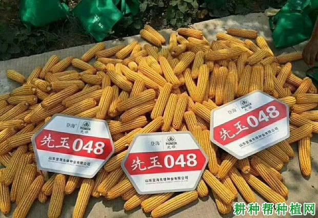 先玉048玉米品种好不好?