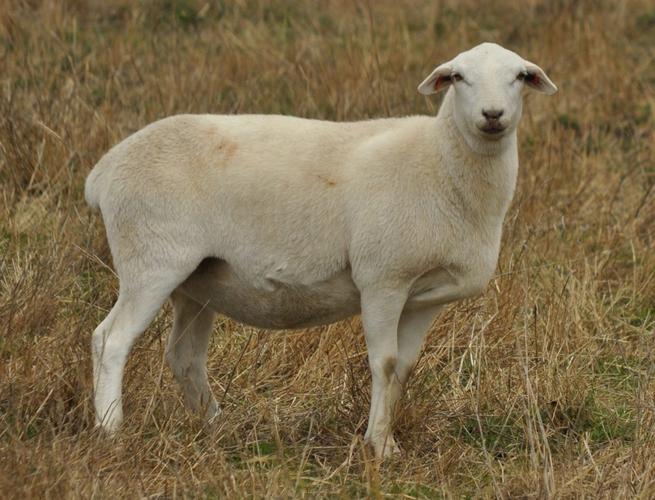 澳洲白绵羊 1 分享         一,原产地:澳洲白绵羊是澳大利亚第一个