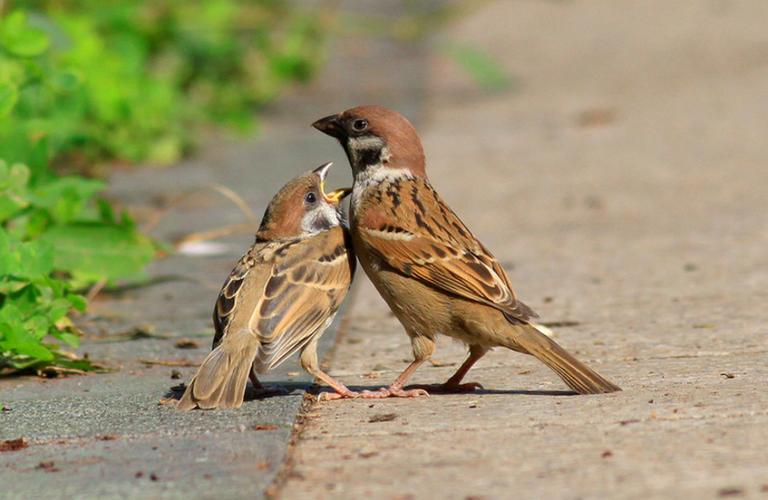 麻雀的嘴是什么颜色