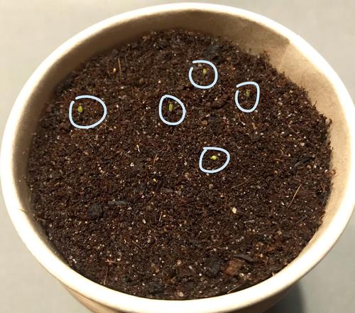 肉锥播种记录贴_1430.5水蜜桃和ts603白底黑点安贞