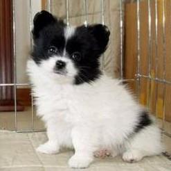 无锡哪里有卖蝴蝶犬,无锡蝴蝶犬好不好养