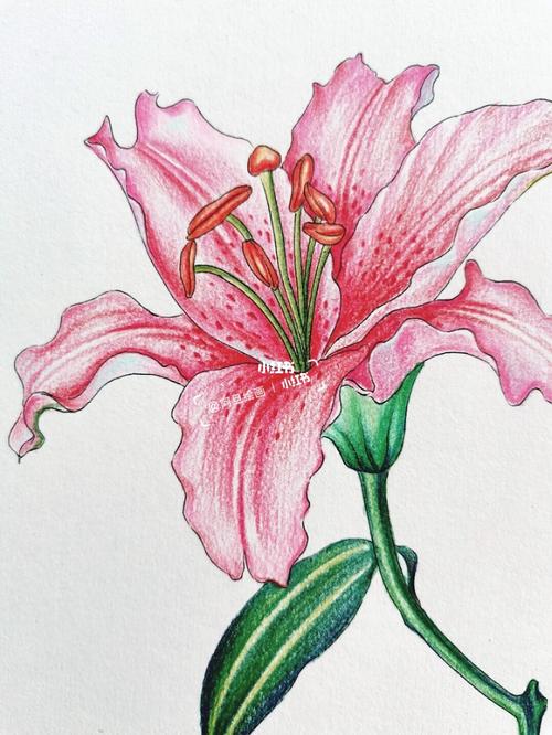 春天里的百合花----彩铅画_百合_百合花_彩铅画_春天去哪玩_清纯