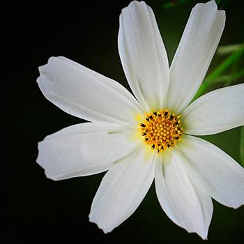 简单一朵小花头像