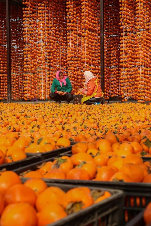 甘肃平凉市泾川县柿子丰收场景.摄影/左雪兰