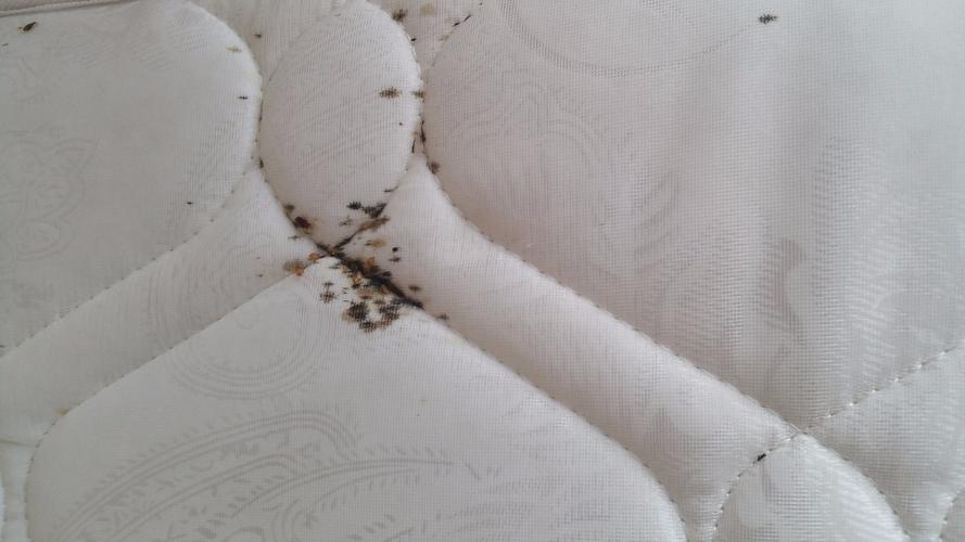 床垫子里长虫子,请问怎么办?有照片