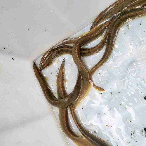 刺鳅鱼苗 刀鳅鱼苗 钢鳅鱼苗 纳锥鱼苗 中华刺鳅鱼苗