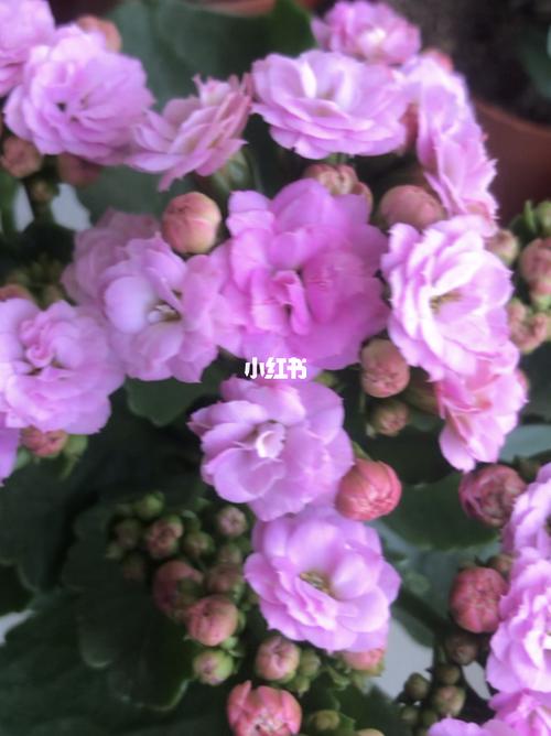 长寿花 它的名字叫泽塔_长寿花_家居家装_家居装饰