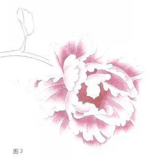 粉红牡丹的画法步骤四:画花心和茎叶即可.