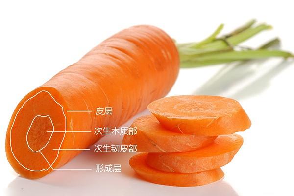 【切开的胡萝卜有明显的"心",它就是次生木质部,而它的外围是次生韧皮