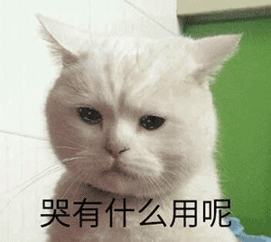 可爱猫咪 搞笑表情包!