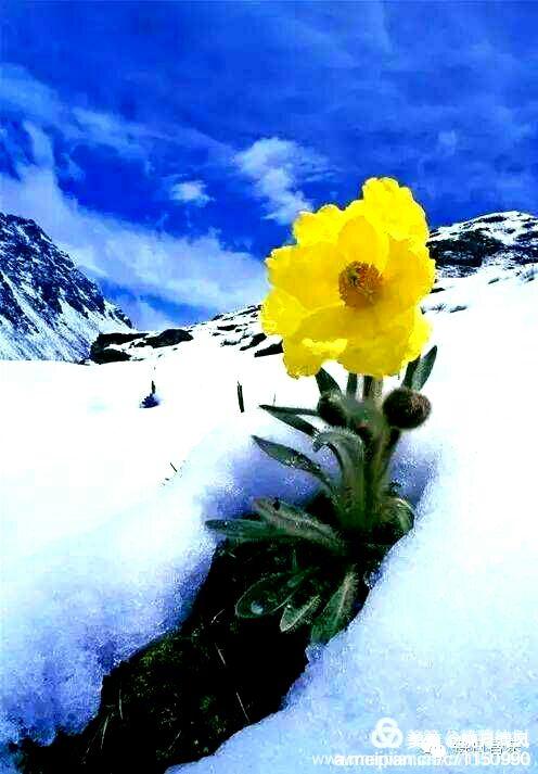 网友美篇中拿的,冰山雪莲.感谢网友.