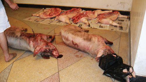供应 生猪屠宰