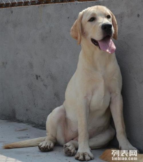 拉布拉多照片 拉布拉多多少钱 哪里能买到健康纯种的拉布拉多犬