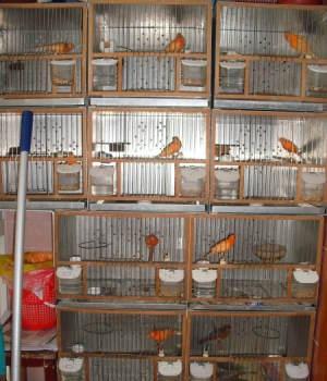 芙蓉鸟辣椒红 —上海玩赏鸟