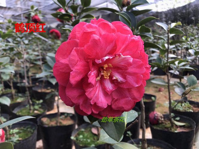 嫁接鹤顶红2018年嫁接特壮苗云南茶花精品3公分粗砧木