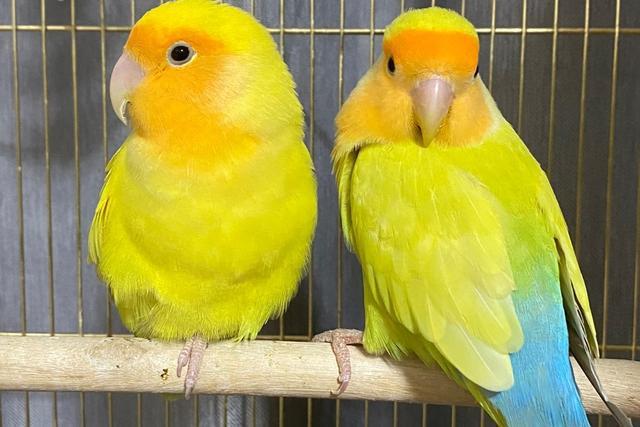 面类牡丹鹦鹉的所有品种,附图对比,看完不再迷茫