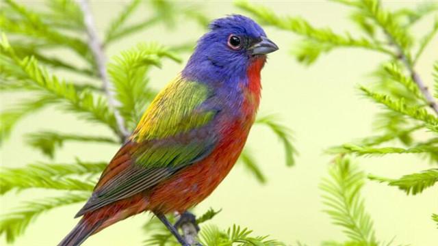 下面是四只报喜鸟,这四只报喜鸟也是各有各的特色,看上去也是非常的