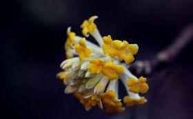 打结花图片大全共24张