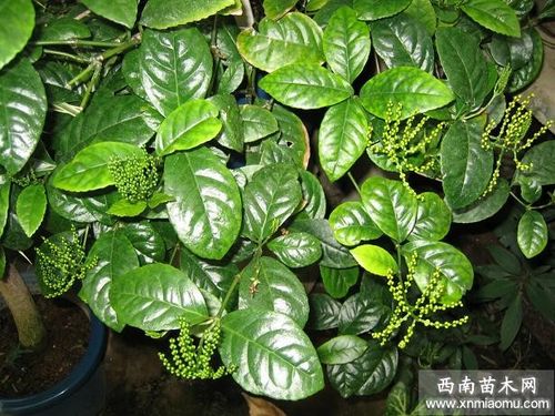 怎样防止珠兰掉叶干枝