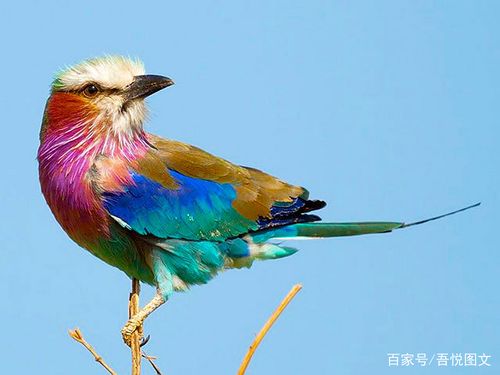 色彩绚丽,禅意十足的肯尼亚国鸟"紫胸佛法僧"