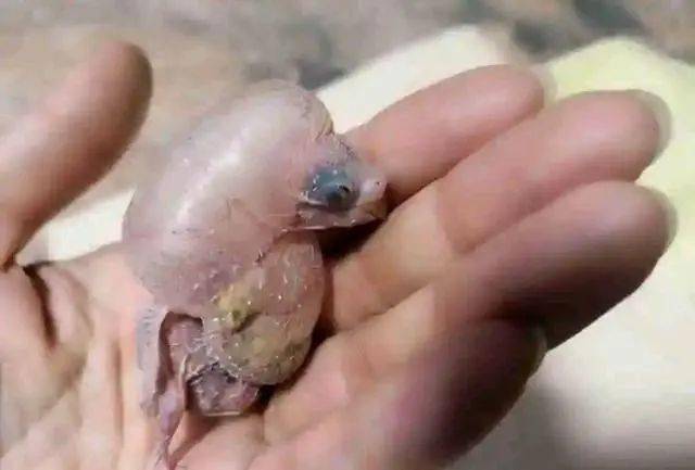 虎皮鹦鹉雏鸟出现水肿现象该怎么办