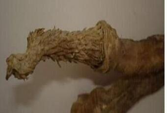 虎鞭鉴定方法