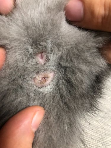 这是小公猫还是小母猫