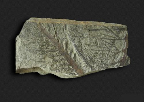 描述:植物化石:卡勒莱新芦木