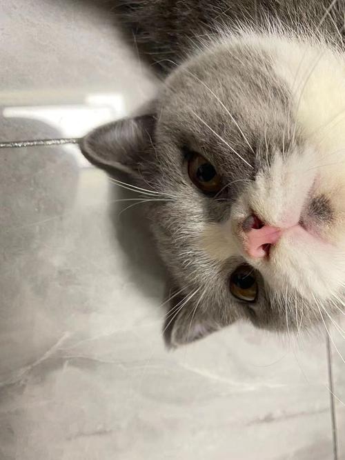 求助,猫鼻子突然秃了一块