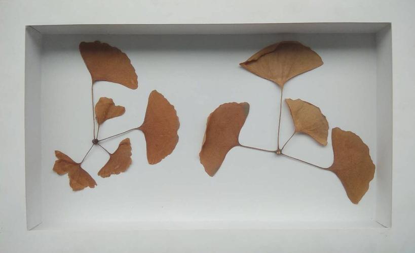 孩子们用银杏叶制作的植物标本,巧手如簧,奇思妙想.