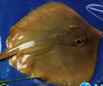 鳐鱼体呈圆或菱形,胸鳍宽大,由吻端扩伸到细长的尾根部;有些种类具有