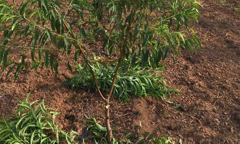 黑桃树苗嫁接桃苗黑桃皇后桃苗品种纯正现挖现售