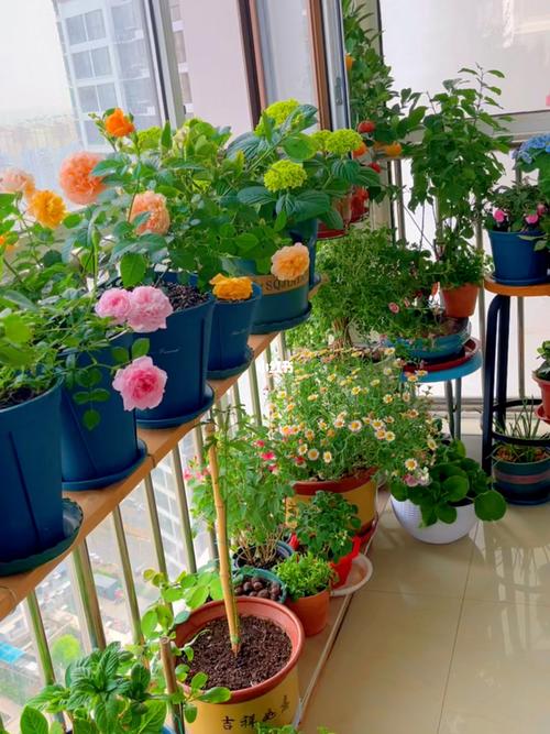 捡石膏板改造阳台花园,附吊桥和凳子花架图