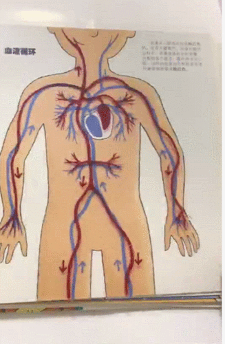 她们可以轻松get到人有多少根骨头,肺是怎么工作,心脏的作用原理.