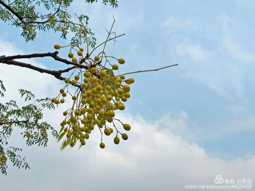苦梿树的果实