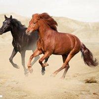 两匹马在跑的头像图片_微信头像图片大全