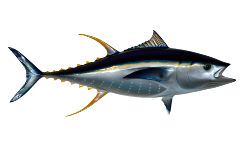 download tuna fish png transparent image