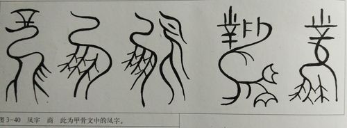 凤的甲骨文